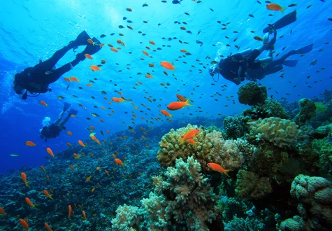 Ultimate Night Diving in Hurghada: Red Sea Guide