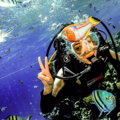 Elphinstone Reef Hurghada Trip