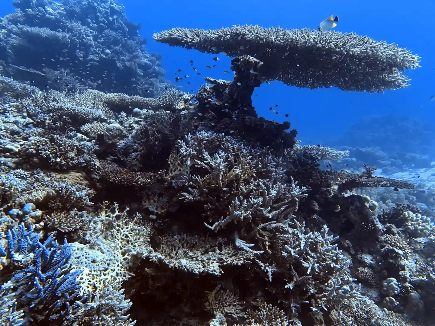 Carless Reef diving Hurghada