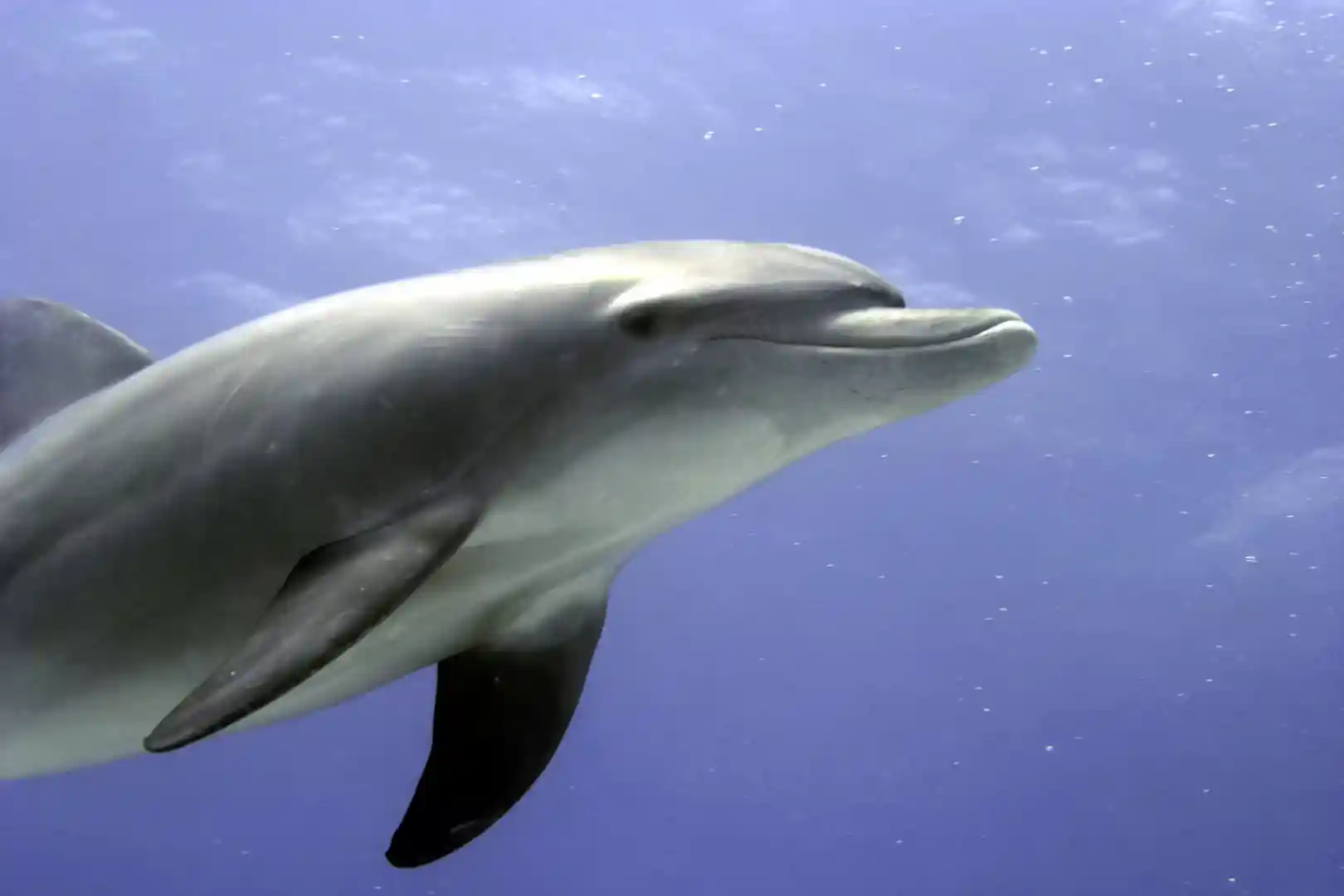 Dolphin House diving Hurghada