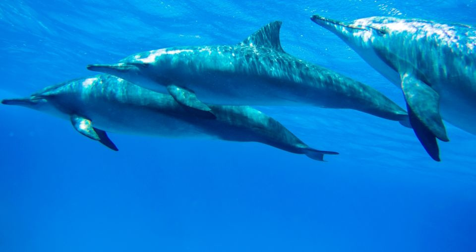 Dolphins House diving Hurghada