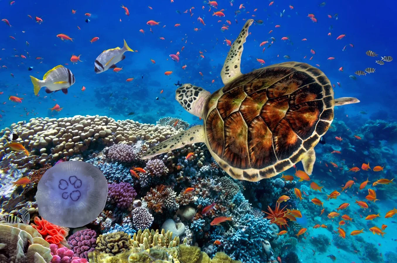 Marsa Alam diving