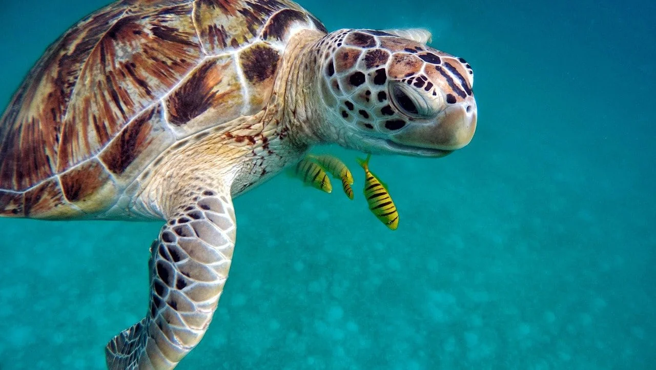 Red Sea sea turtles
