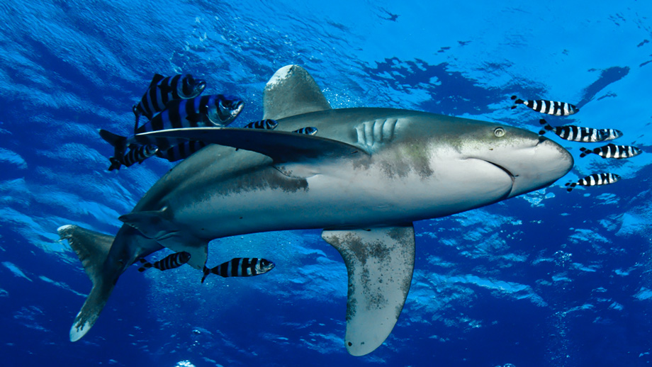 Shark diving Red Sea Hurghada