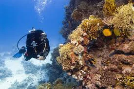Abu Ramada Reef diving