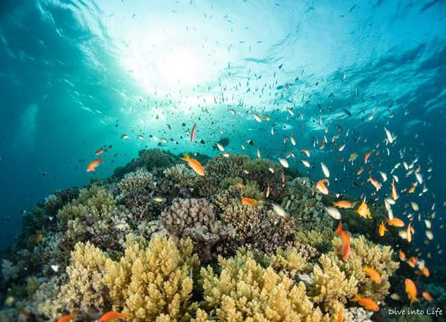 Elphinstone Reef diving