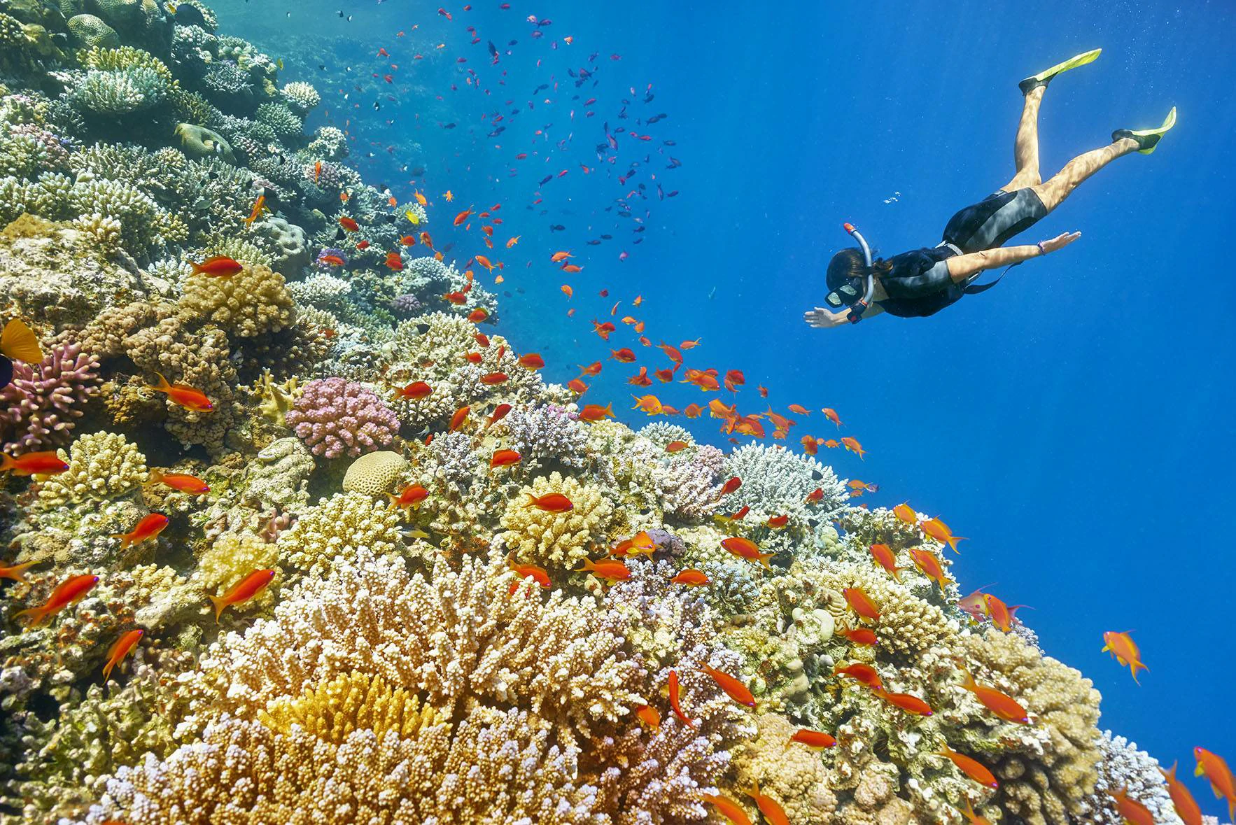 Giftun Island diving trip