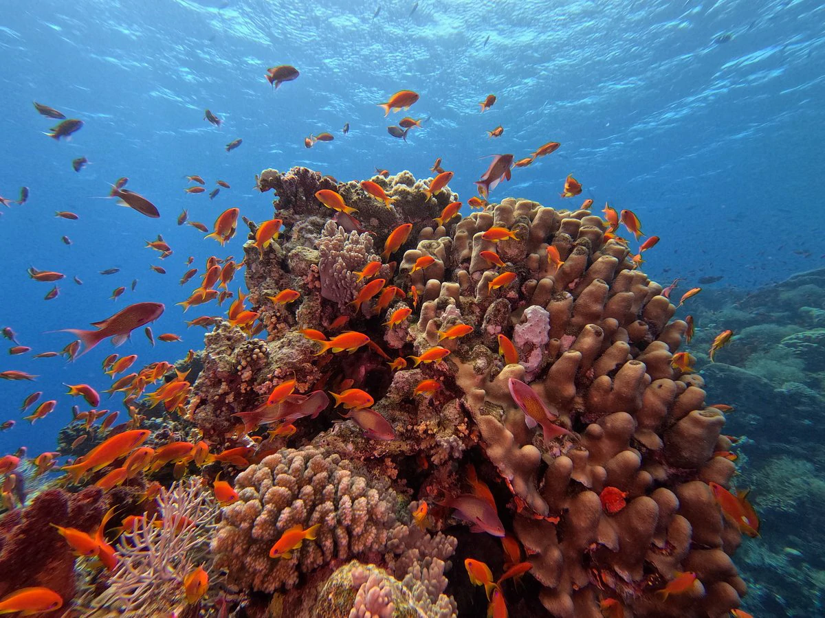 Golden Star Divers Hurghada