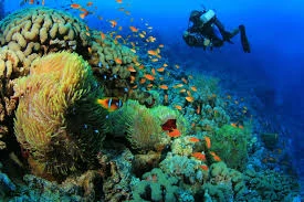 Marsa Abu Galawa diving