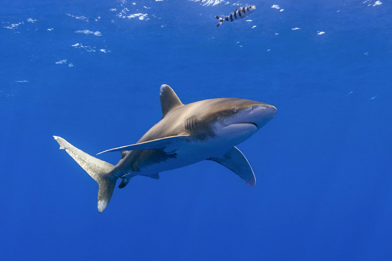 Oceanic whitetip sharks Red Sea