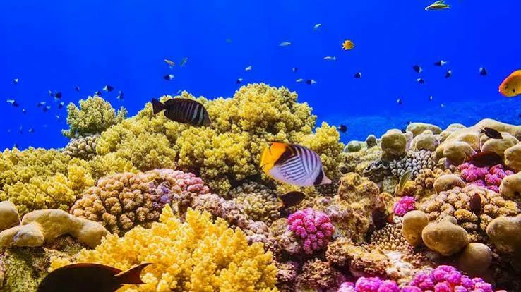 Red Sea coral reefs