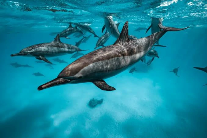 Red Sea dolphins diving