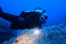 Red Sea night diving