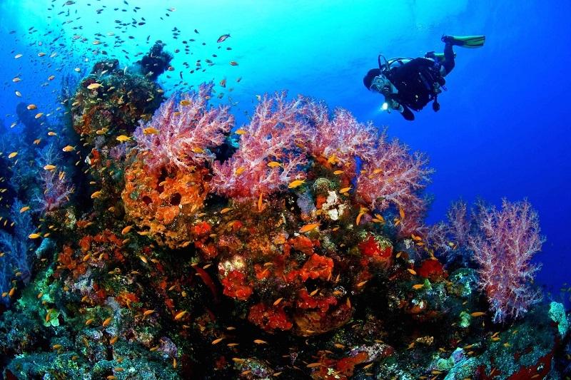 Giftun Island diving