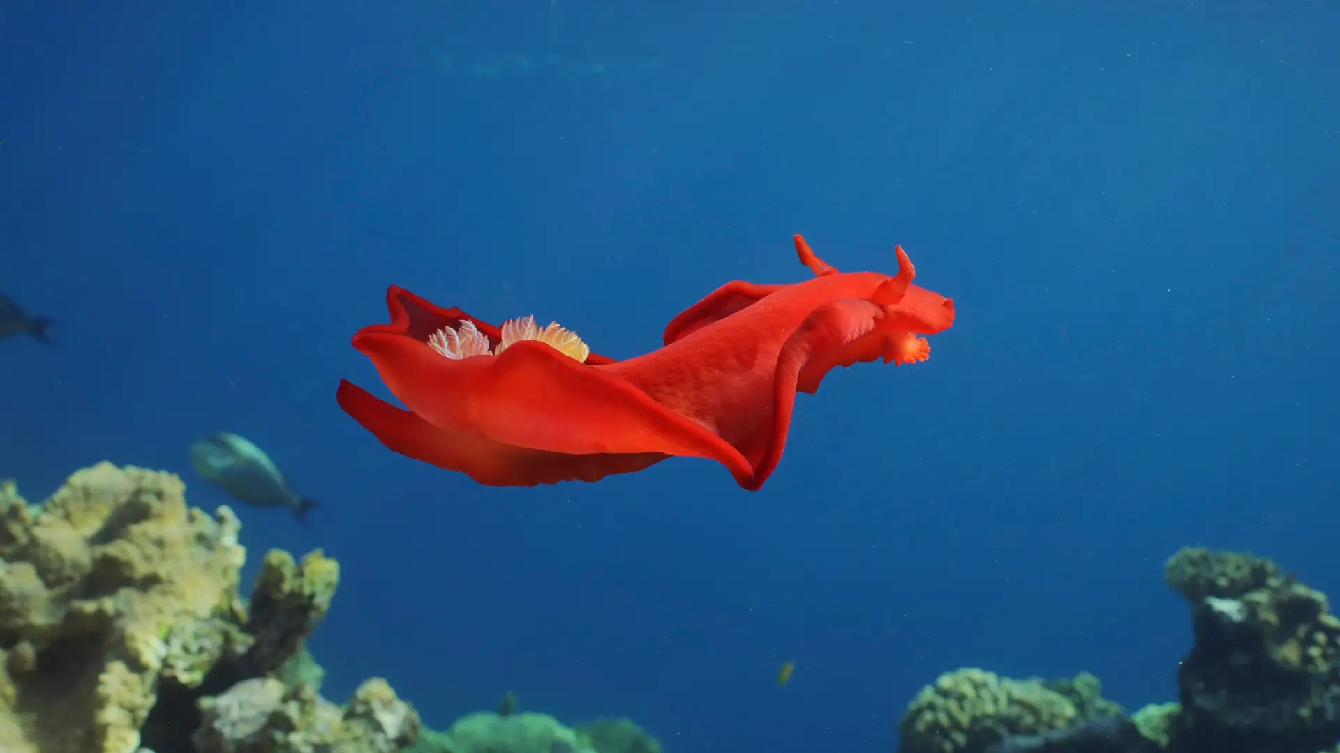 Red Sea Moray Eels – Fascinating Creatures of Hurghada