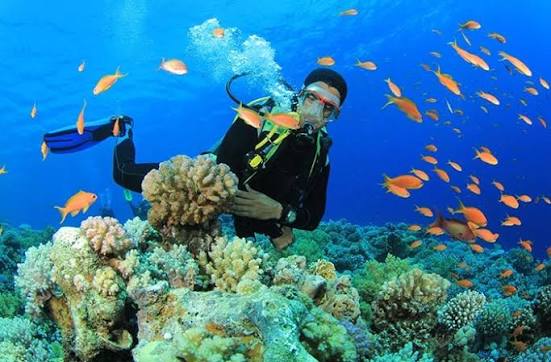 Diving in Marsa Alam – A Complete Guide to Egypt’s Underwater World