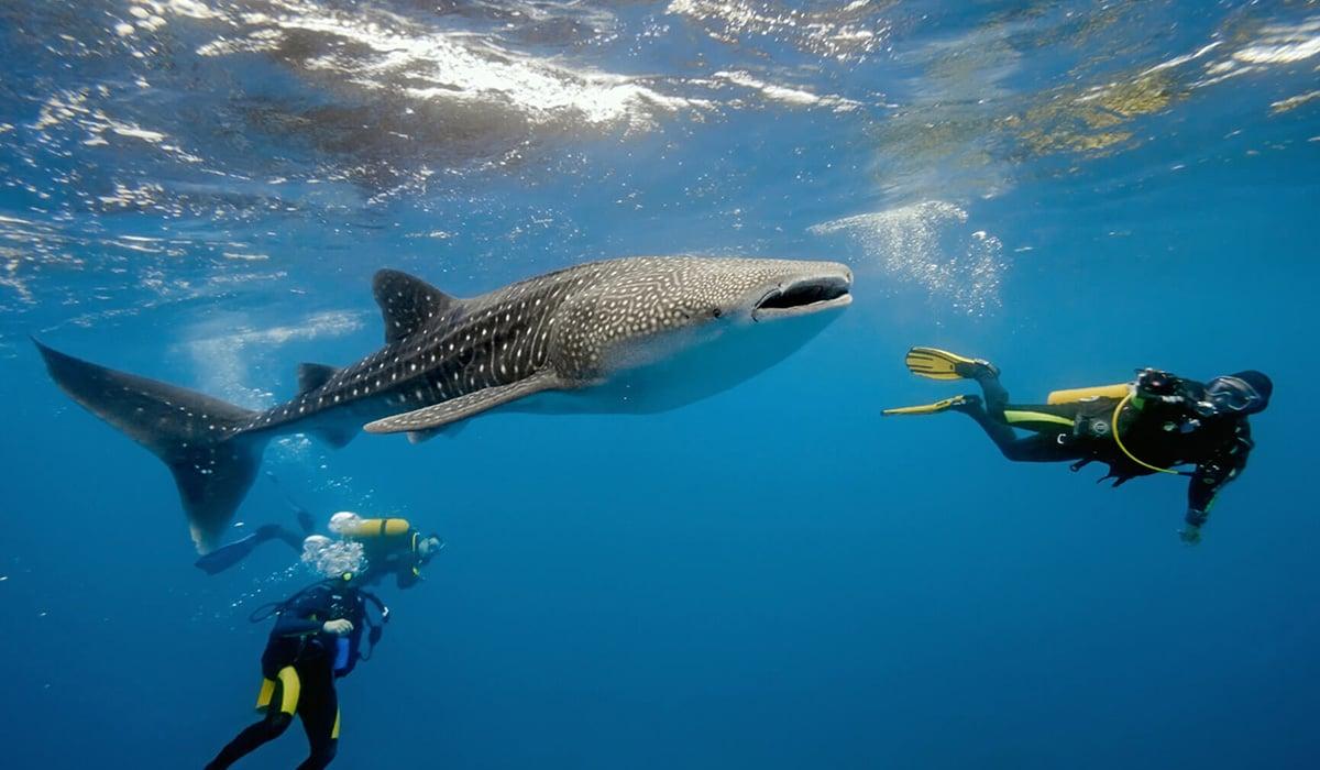 whale shark Red Sea