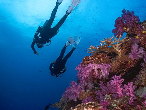 PADI dive courses