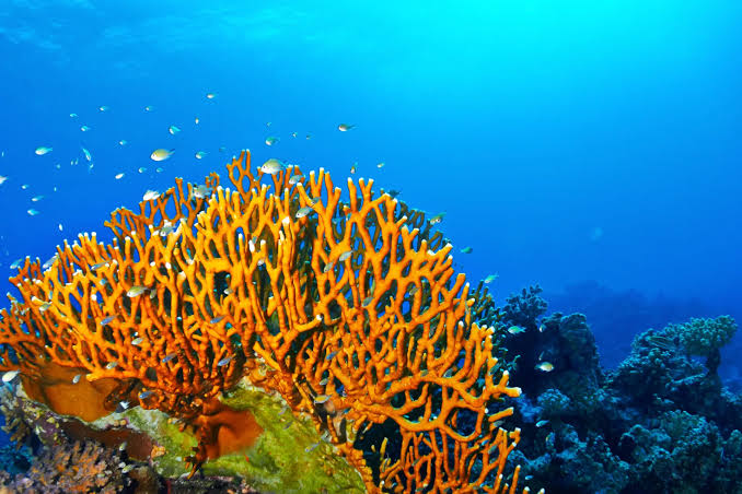 macro photography in Hurghada